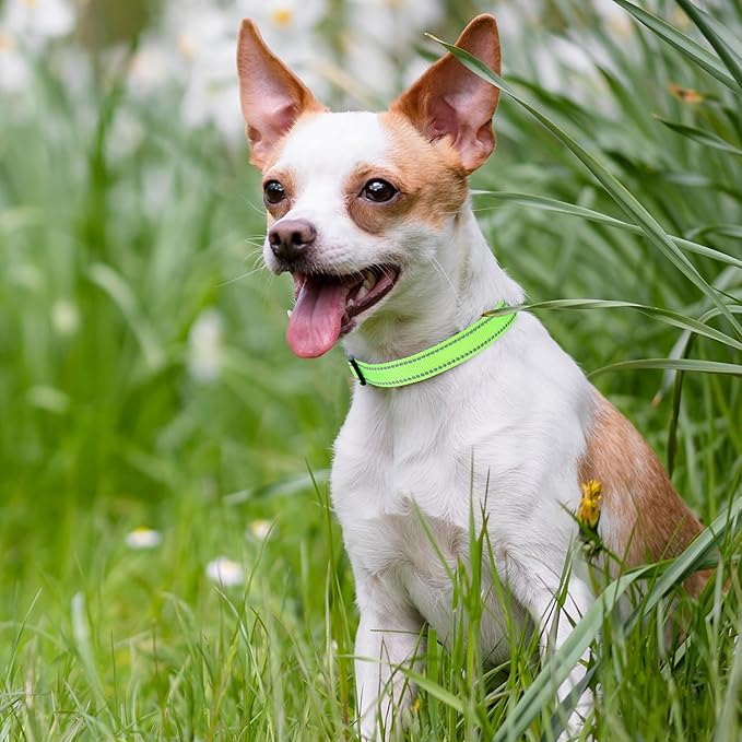 Mile High Life Nylon Night Light Glow Collar, Reflective Light Up Dog Collar, Fluorescent Self-Luminescent Strap for Small Medium Large Dogs (Lime, XS Neck9-13")