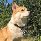 MYLUCKYTAG Silent Silicone QR Code Dog Tags - Scan QR, Receive Instant Pet Location Alert Email