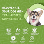 waggedy Daily Essentials Puppy — Full-Spectrum Functional Treats, Small or Large Breed Puppy Supplements — Dog Supplements & Vitamins — Puppy Essentials (60 Chews)