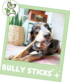 Nature Gnaws Bully Sticks for Dogs 11-12" (8oz) - Mixed Thickness - Long Lasting for Aggressive Chewers and Large Dogs - Natural Beef Dog Chew Bones