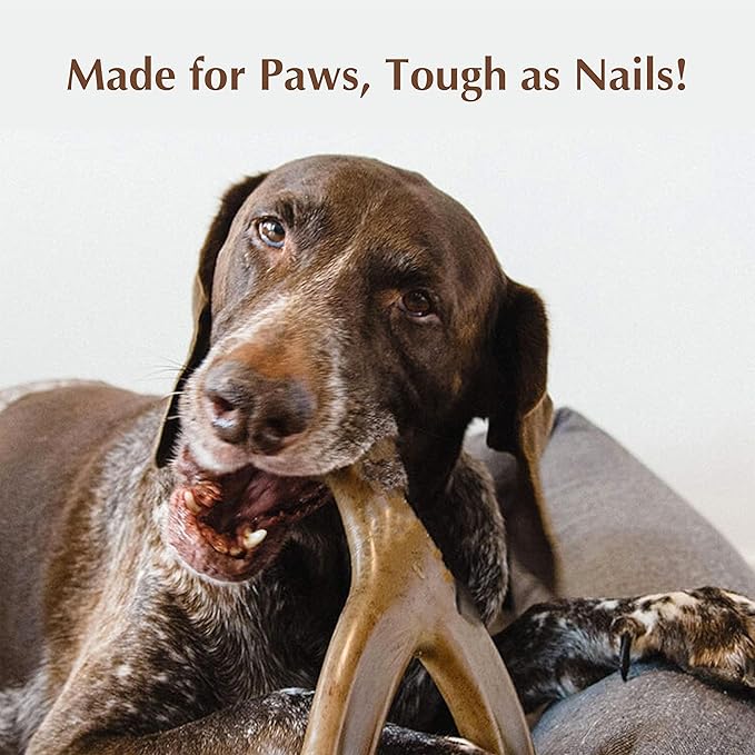 Dog Chew Toys for Aggressive Chewers (2Pcs - Real Beef & Salmon Flavored) - Durable Dog Tough Wish Bone (Upto 40 lbs.) - Indestructible Chew Toys for Dogs for Interactive Play & Dental Benefits