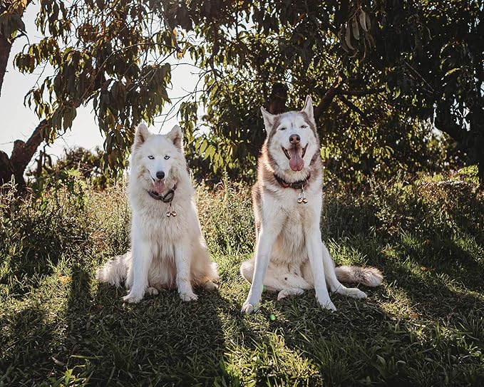 Beau's Bells 2 Extra Loud Cat & Dog Bells | Pet Tracker | Save Birds & Wildlife | Luxury Handmade Copper (Large)