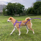 2 Pack Cat Harness and Leash Set with Collar, Escape Proof & Adjustable Kitten Harness for Small to Medium Cats, Walking & Travel Set (Black + Purple)