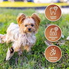 Wildfang® Leather Dog Toy, Small - Leather Bone for Teething Dog, Dental Toys for Puppies, Puppy Chew Bones for Light or Medium Chewers (for Dogs Under 22 lbs), Pack of 3