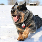 MYLUCKYTAG NFC & QR Code Smart Pet ID Tag, Personalized Online Pet Profile, Durable Dog Tag