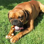 Pawstruck All-Natural 6" Bully Stick Springs for Dogs - Fun, Challenging, Rawhide-Free, 100% Beef, Single Ingredient Chew Bones - Fully Digestible, Low Odor - 25 Pack - Packaging May Vary