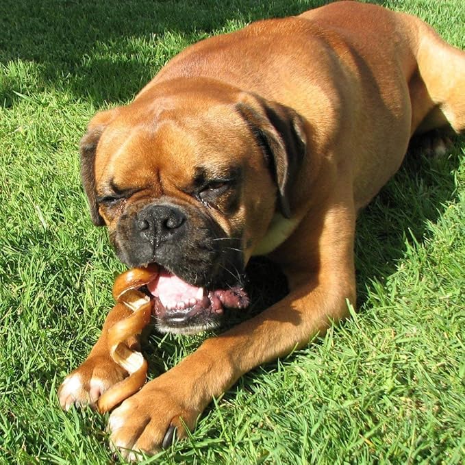 Pawstruck All-Natural 6" Bully Stick Springs for Dogs - Fun, Challenging, Rawhide-Free, 100% Beef, Single Ingredient Chew Bones - Fully Digestible, Low Odor - 25 Pack - Packaging May Vary