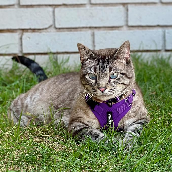 Voyager Escape-Proof Step-in Lock Cat Harness & 5ft Neoprene-Handle Leash Set All-Weather Mesh with Reflective Stitching for Small to Large Cats by Best Pet Supplies, Purple, XXS