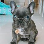 MYLUCKYTAG QR Code Digital Pet ID, Stainless Steel Dog Tag, Engraved, Durable, Online Pet Profile, Location Alert