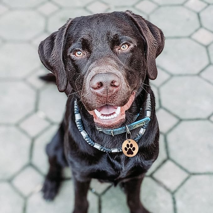 MYLUCKYTAG Stainless Steel QR Code Cat Tags - Online Profile, Scan QR for Instant Pet Location Alerts