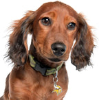 NFL Minnesota Vikings Engraving Pet ID Tags in 32 Team Logo Shapes Personalized Dog Tags and Cat Tags with 3 Lines of Customizable Text for Tracking & Safety. Stainless Steel Pet ID Tracking Tags