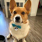 MYLUCKYTAG Emotional Support Animal (ESA) QR Code Stainless Steel Pet ID Tag - Online Profile, Location Alert Email, Digital, Durable Collar Tag - Engraved