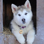 MYLUCKYTAG Stainless Steel QR Code Dog Tags - Scan QR for Instant Pet Location Alerts