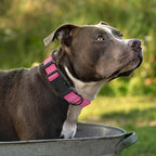 Mile High Life Dog Collar | Nylon Reflective Dog Collars | Light Weight Puppy Collars | Pink Dog Collars for Small Dogs (Solid Pink, X-Small)
