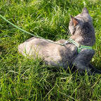 Filbert Cat Harness and Leash Set with Reflective Strip, Thin Cat Harness Escape Proof with Leash, Step-in, Adjustable, Indoor Outdoor, Easy-to-Put-On