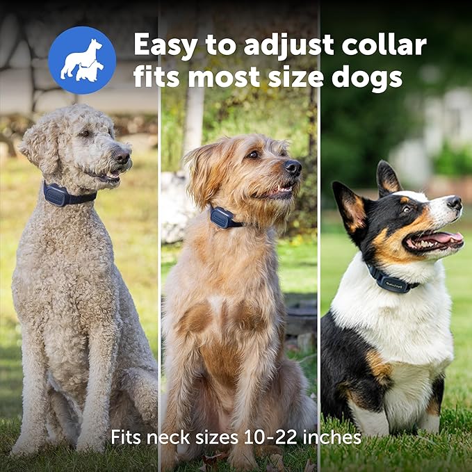 PetSafe Basic Dog Trainer with Remote – Waterproof Training Collar – 300 ft Range – Tone, Vibration and Eight Levels of Static