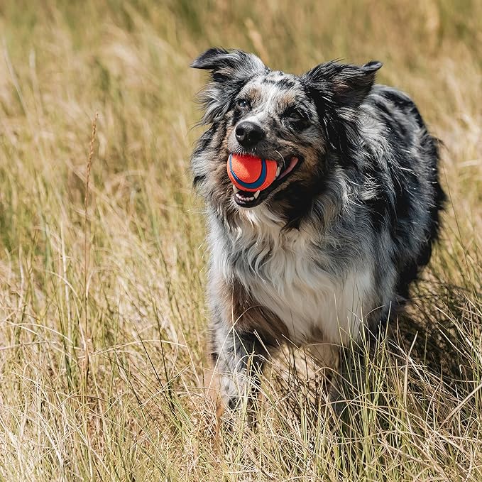 Chuckit! Ultra & Squeaker Ball Dog Toy - Medium Bouncy Fetch Balls for Dogs 20-60 lbs - Made from Durable Rubber - Floating Water Pet Toys - Size Medium - 2.5-inch Diameter - Pack of 3