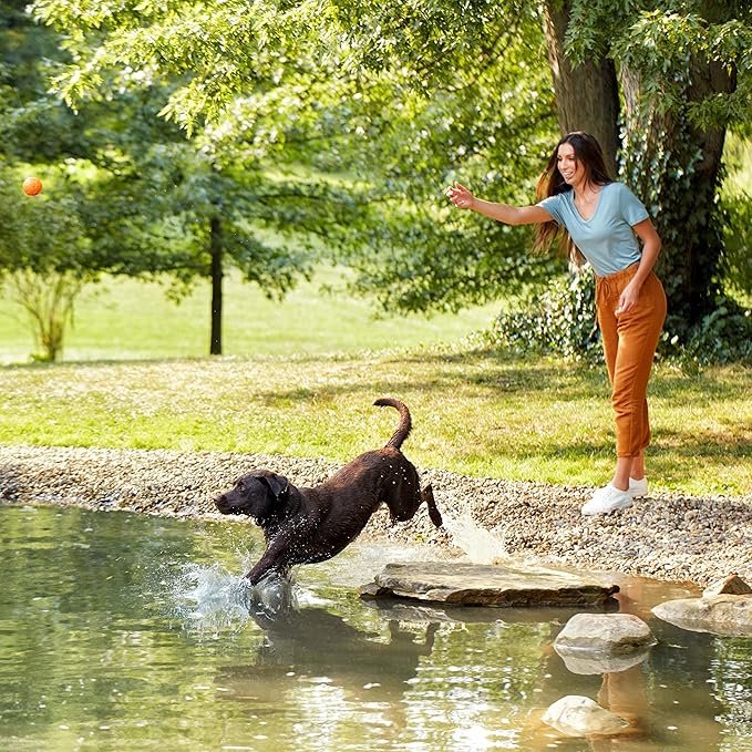 Nature′s Recipe Grain Free Salmon, Sweet Potato & Pumpkin Recipe Dry Dog Food, 4 lb. Bag (Pack of 2)