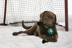 Pets First NHL Dallas Stars Puck Toy for Dogs & Cats. Play Hockey with Your Pet with This Licensed Dog Tough Toy Reward!