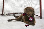 Pets First Dog Rubber Toy with Heavy-Duty Rope Tug, NHL Colorado Avalanche Puck Toy for Dogs & Cats - Play Hockey with Your Pet!