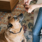 Superfood Dog Treats Salmon, Chicken or Beef Jerky Bars - Dog Treats for Snacks and Training – Made in USA - No Corn, Wheat or Soy – Poultry Free (5 Ounces, Chicken)