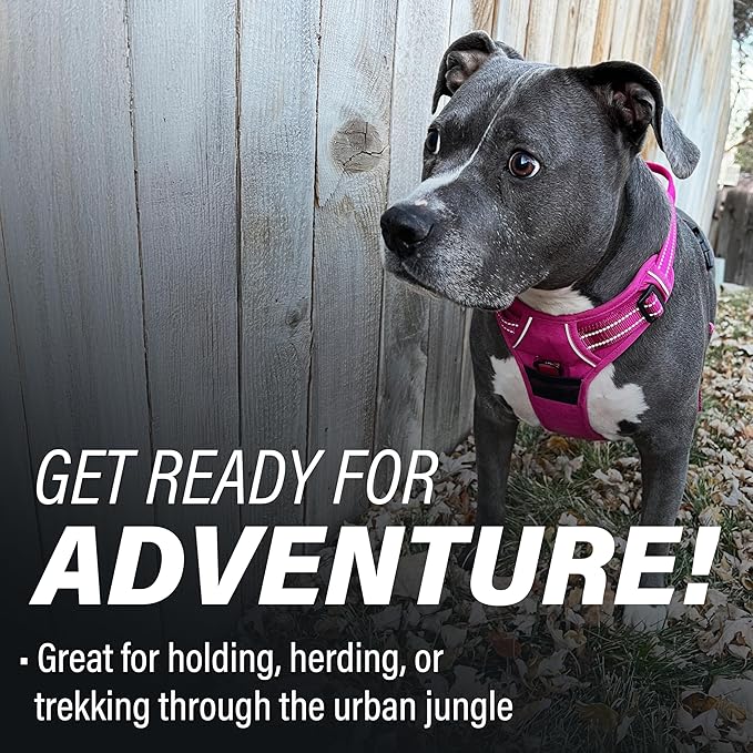 Doggie Design Venture Paw No Pull Dog Harness - Simple Adjustable Puppy Harness - Anti Pull Dog Collar for Walks and Outdoor Adventures - Wild Raspberry, XL