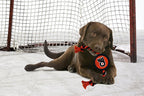 Pets First NHL Philadelphia Flyers Puck Toy for Dogs & Cats. Play Hockey with Your Pet with This Licensed Dog Tough Toy Reward!
