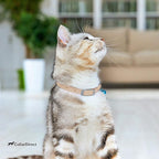 CollarDirect Leather Cat Collar, Kitten Collar with Removable Bell Black Blue Red Orange Lime Green (6-7 Inch, Beige)