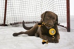 Pets First NHL Pittsburgh Penguins Puck Toy for Dogs & Cats. Play Hockey with Your Pet with This Licensed Dog Tough Toy Reward!