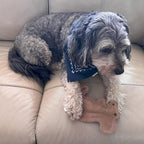 SPOT Dura-Fused Leather Squirrel Dog Toy – Real Leather & Jute Fabric, Double-Stitched & Durable, Soft Stuffed Squeaky Interactive Chew Toy for Moderate Chewers, Small & Medium Dogs, 8in