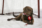 Pets First NHL Detroit RED Wings Puck Toy for Dogs & Cats. Play Hockey with Your Pet with This Licensed Dog Tough Toy Reward!