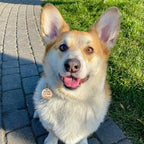 MYLUCKYTAG QR Code Stainless Steel Pet ID Tag - Personalized Online Profile, Location Alert Email, Digital ID, Durable Dog Collar Tag, Engraved