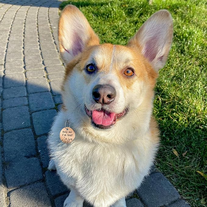 MYLUCKYTAG QR Code Stainless Steel Pet ID Tag - Personalized Online Profile, Location Alert Email, Digital ID, Durable Dog Collar Tag, Engraved