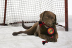 Pets First Rubber Dog Toy - Heavy-Duty Rope Tug with NHL Chicago Blackhawks Puck. Play Hockey with Your Pet!