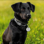 MYLUCKYTAG QR Code Stainless Steel Dog ID Tag, Dog Collar Tag with Engraved Pet Profile, Pet Location Alerts by Email