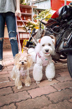 Puppytie No Pull xs Dog Harness with Multifunction Dog Leash,Soft Adjustable No Choke Escape Proof Pet Harness Vest,Glossy Oat Brown,XS