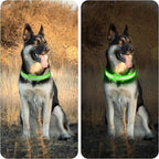 LED Light Up Dog Collar Rechargeable Waterproof, Glow in Dark Dog Collar, Lighted Dog Collars for Night Walking Charging USB, Safety for Small Medium Large Dogs (M, Green)