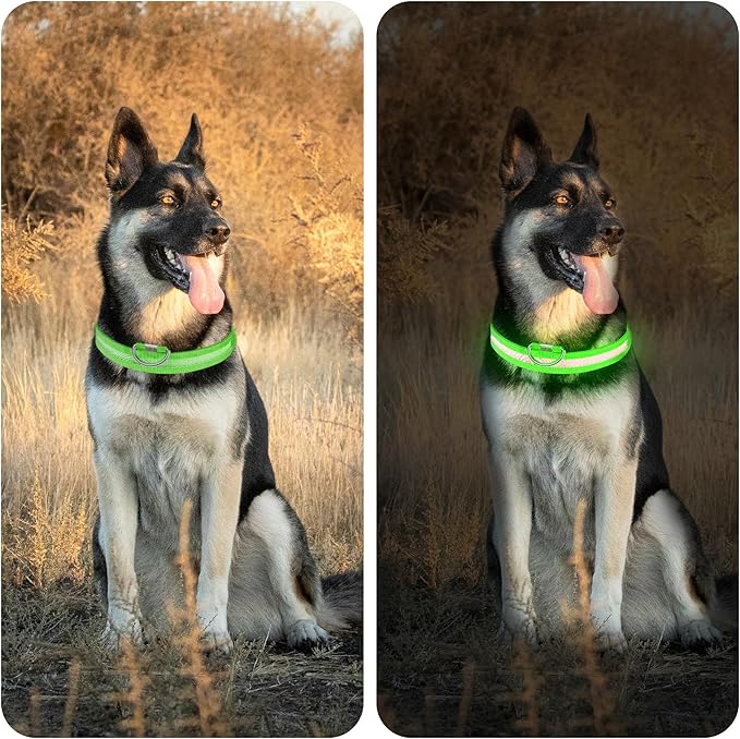 LED Light Up Dog Collar Rechargeable Waterproof, Glow in Dark Dog Collar, Lighted Dog Collars for Night Walking Charging USB, Safety for Small Medium Large Dogs (M, Green)