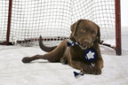 Pets First NHL Toronto Maple Leafs Puck Toy for Dogs & Cats. Play Hockey with Your Pet with This Licensed Dog Tough Toy Reward!