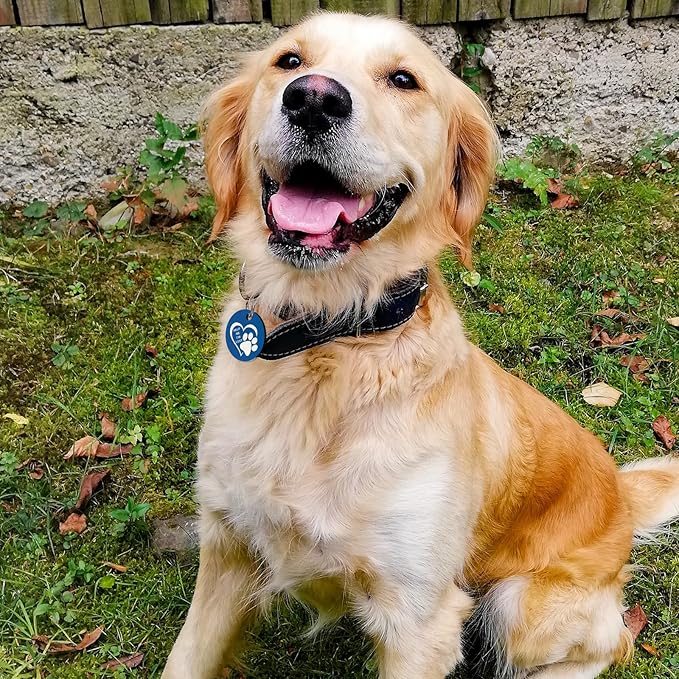 MYLUCKYTAG QR Code Stainless Steel Personalized Dog ID Tag, Digital Profile, Email Alerts