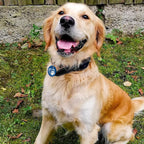 MYLUCKYTAG QR Code Stainless Steel Personalized Dog ID Tag, Digital Profile, Email Alerts