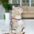 CollarDirect Leather Cat Collar, Cat Safety Collar with Elastic Strap, Kitten Collar for Cat with Bell Black Blue Red Orange Lime Green (Neck Fit 6"-7", Orange)