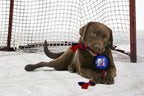 Pets First NHL New York Rangers Puck Toy for Dogs & Cats. Play Hockey with Your Pet with This Licensed Dog Tough Toy Reward!