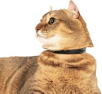 Black Cat Collar - Soft, Comfortable, and Lightweight Breakaway Collar with Name Tag Ring for Outdoor Cats and Sensitive Skin Pets by Nuvuq (6 ⅞" to 10 ¼", Black)
