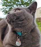 Kittyrama Havana Cat Collar with Bell. Breakaway Collar. Won't Rub Fur. Lightweight, Soft & Comfy